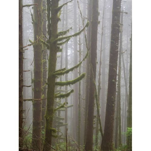 Wild, Jamie and Judy 아티스트의 Washington State-Tiger Mountain-Trees in fog작품입니다.